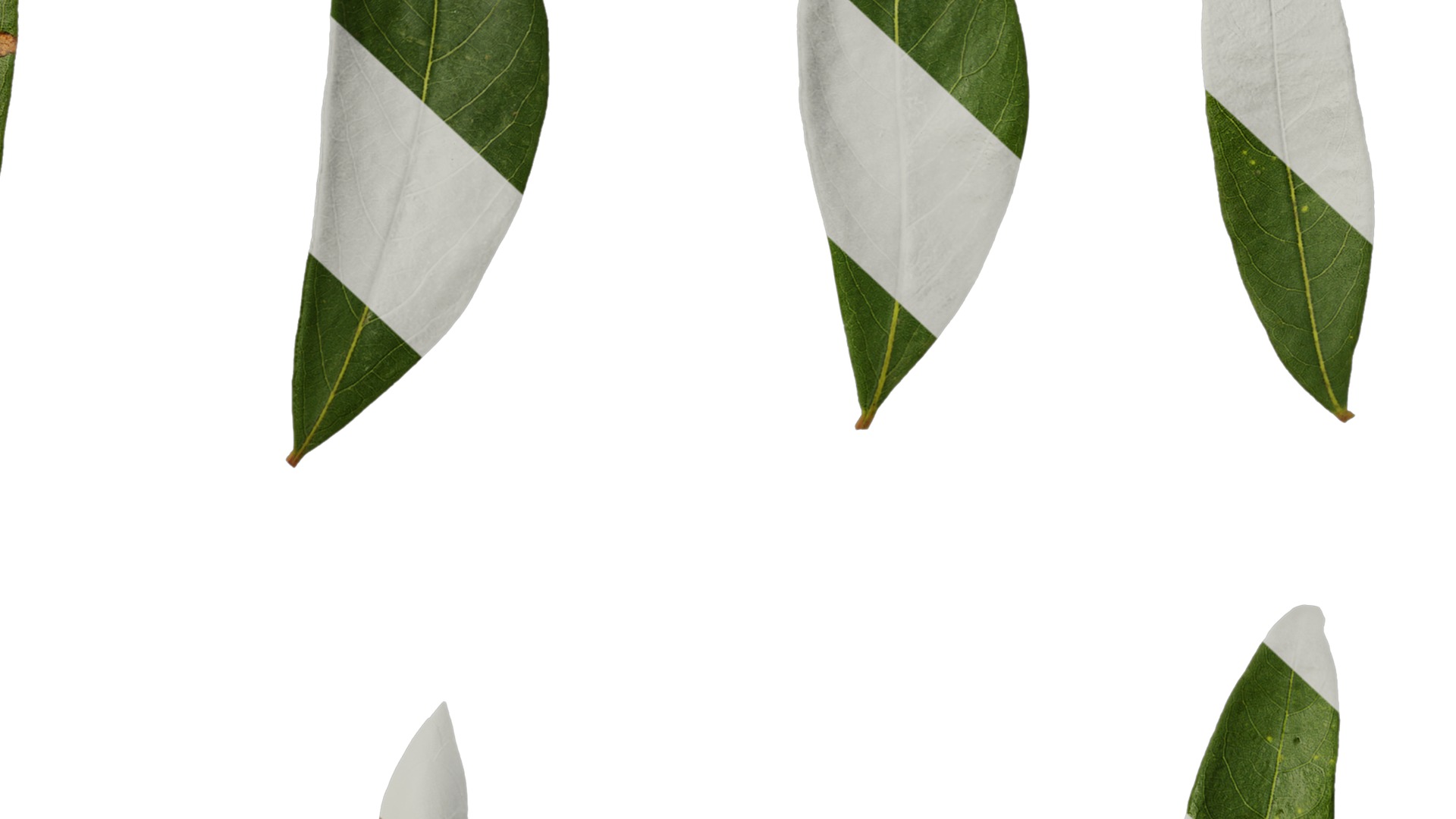 Anydrafts Rhododendron lapponicum Leaf 02 F Texture_6