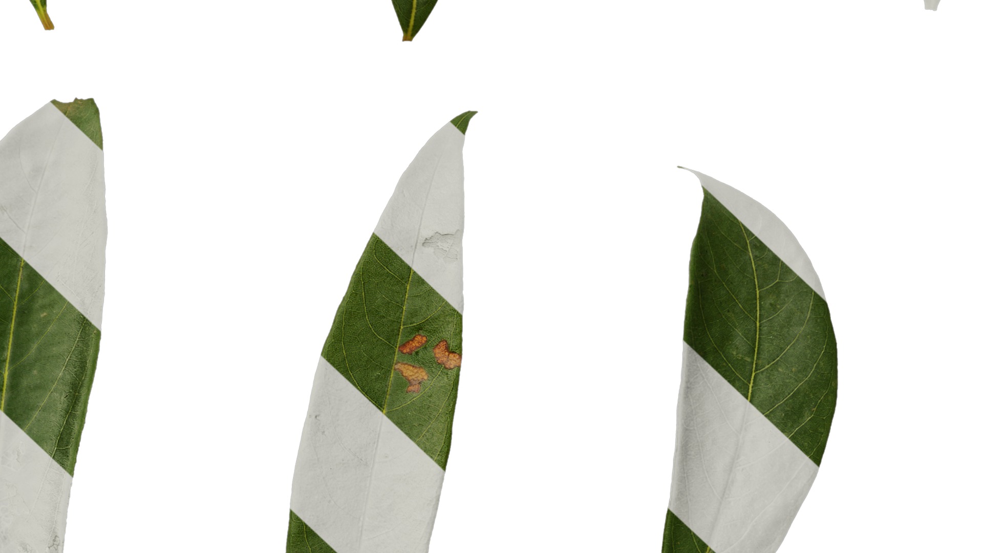 Anydrafts Rhododendron lapponicum Leaf 02 F Texture_7