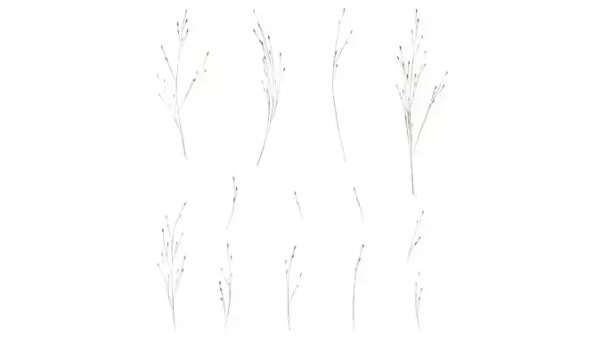 Anydrafts Fountain grass Flower 04