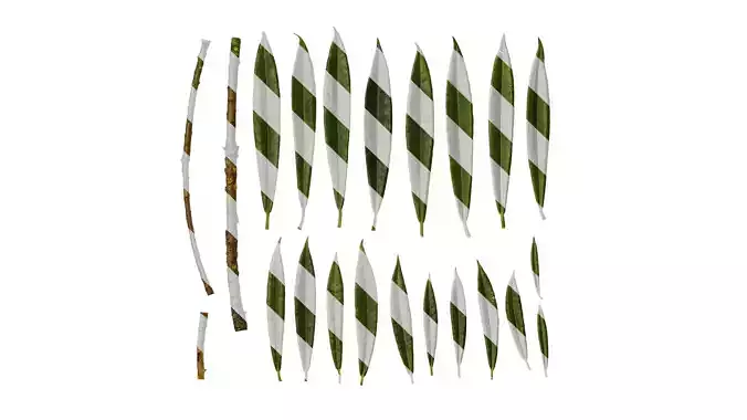 Anydrafts Rhododendron lapponicum Leaf 07 Texture