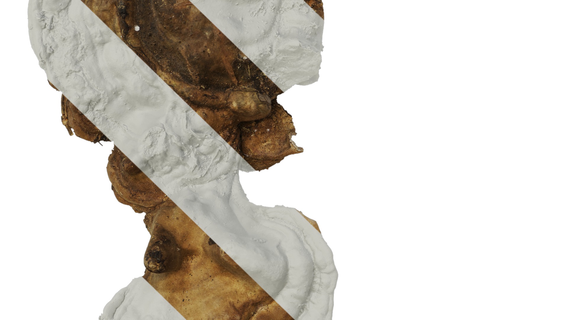 Anydrafts Ganoderma lucidum Atlas 13 Texture_3