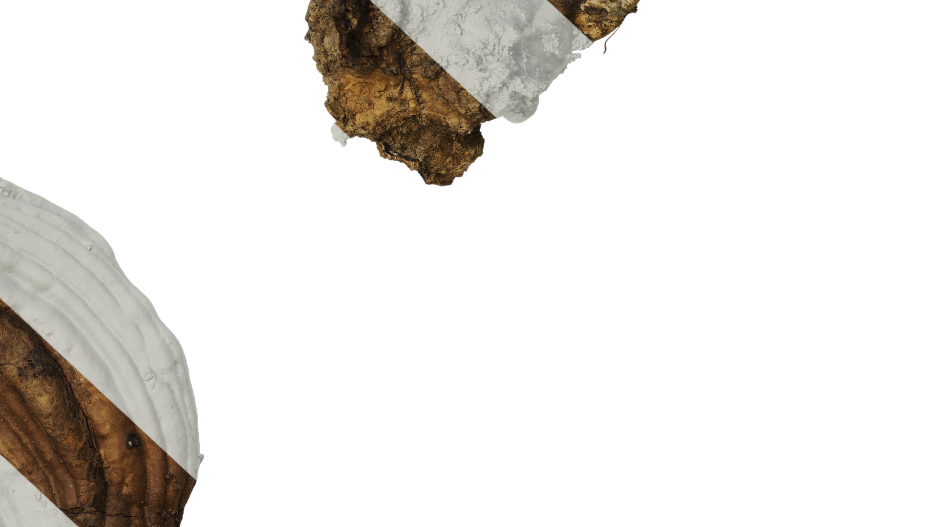 Anydrafts Ganoderma lucidum Atlas 13 Texture_6