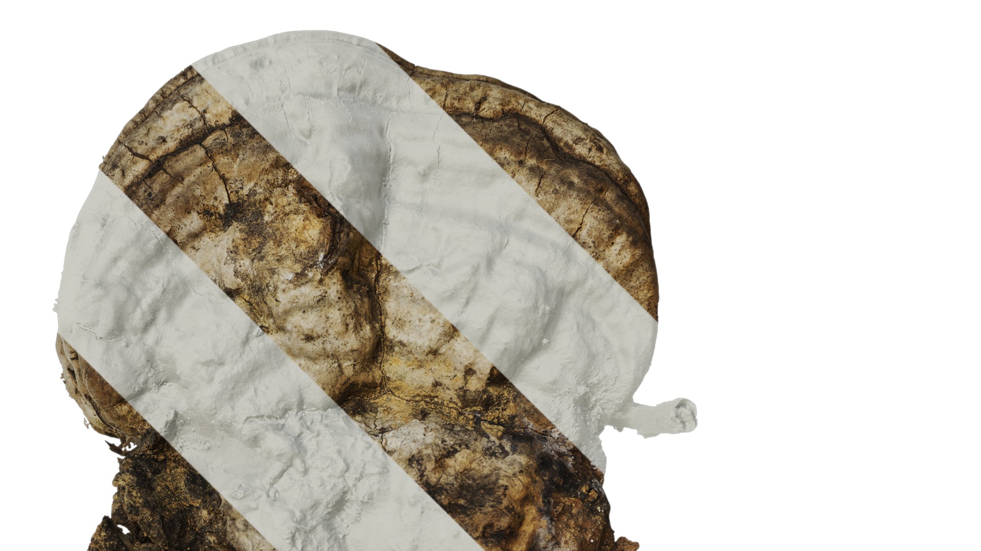 Anydrafts Ganoderma lucidum Atlas 13 Texture_2