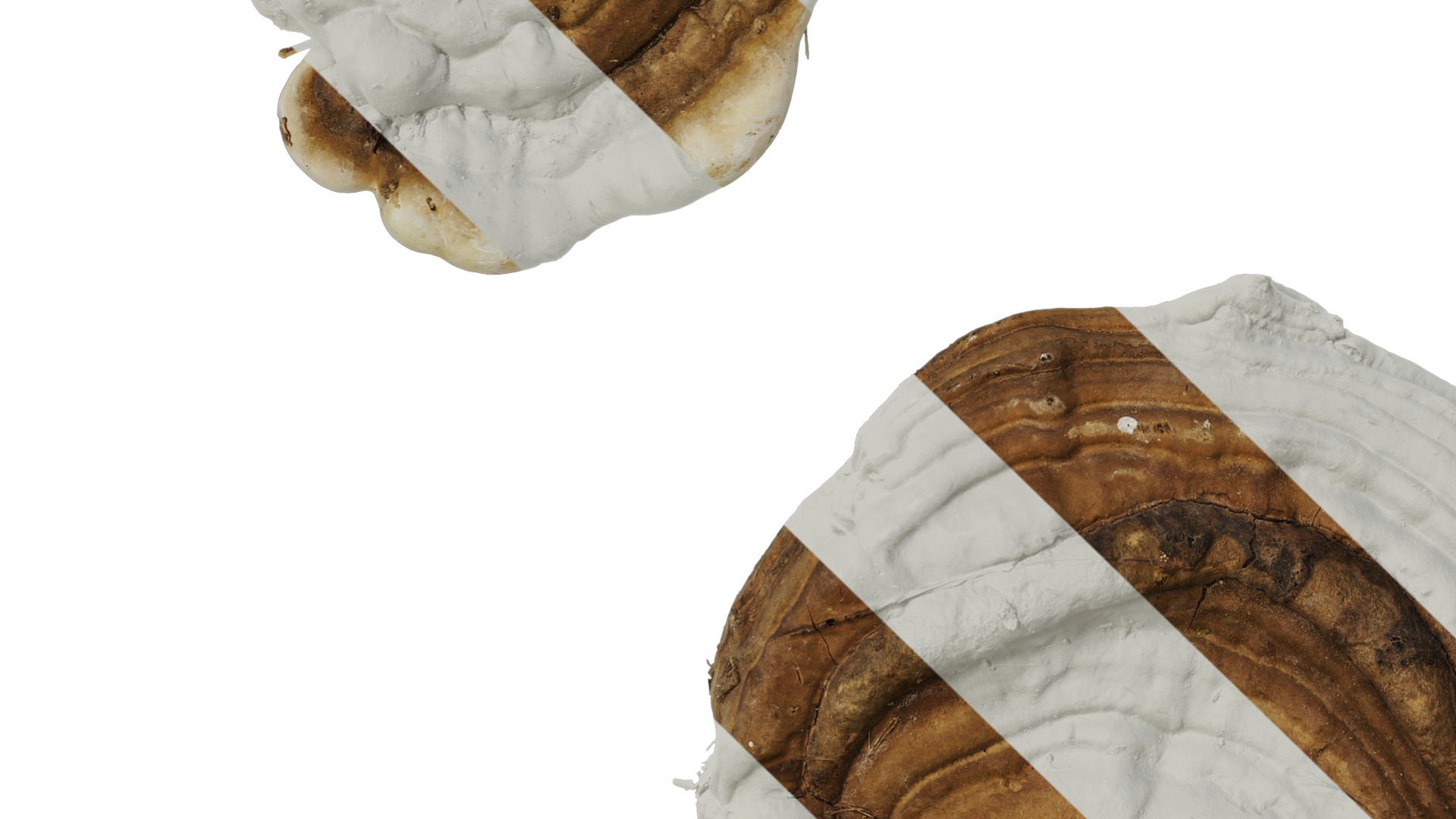 Anydrafts Ganoderma lucidum Atlas 13 Texture_5