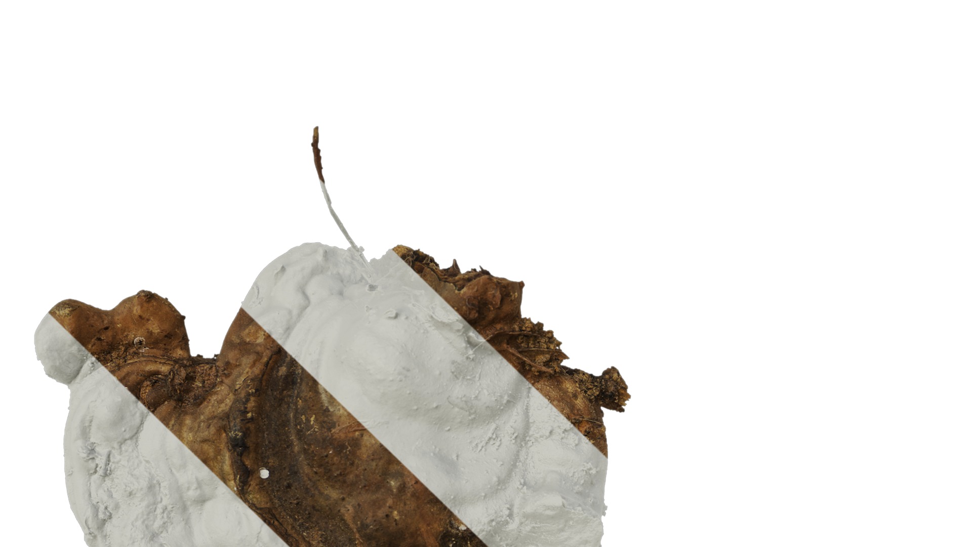 Anydrafts Ganoderma lucidum Atlas 13 Texture_1