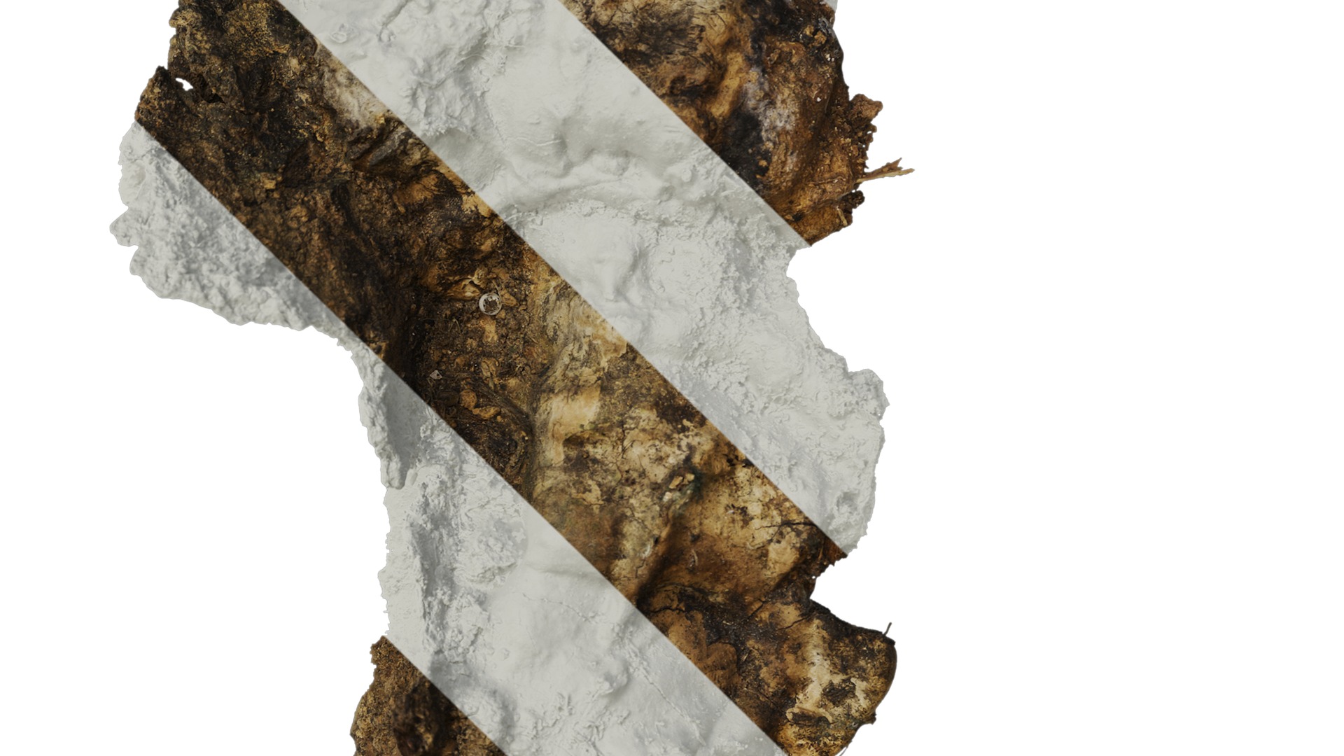 Anydrafts Ganoderma lucidum Atlas 13 Texture_4