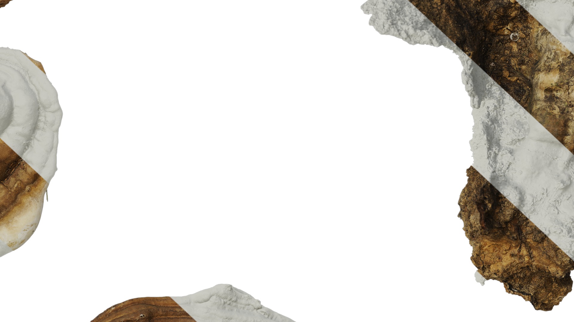 Anydrafts Ganoderma lucidum Atlas 13 Texture_7