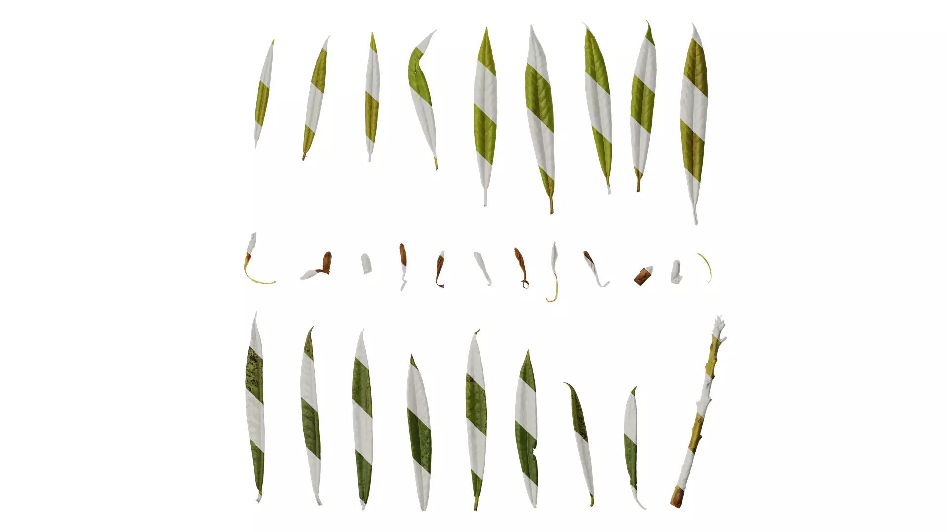 Anydrafts Rhododendron lapponicum Leaf 08 Texture_0