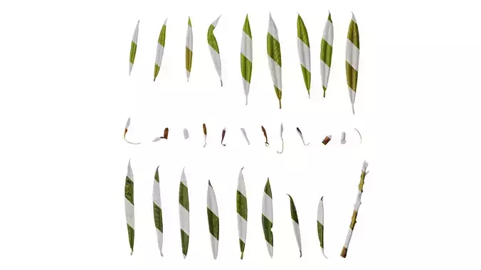 Anydrafts Rhododendron lapponicum Leaf 08