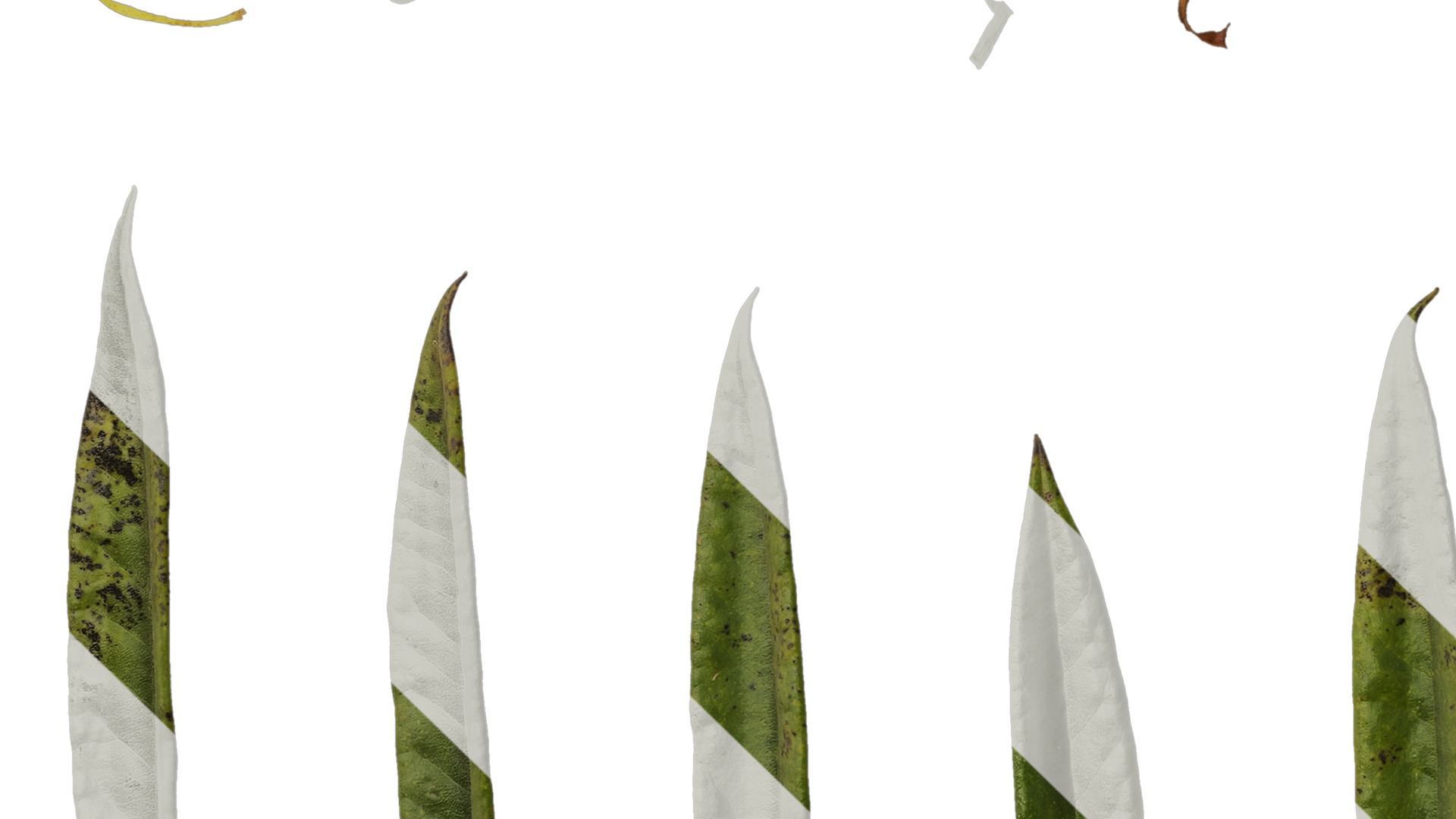 Anydrafts Rhododendron lapponicum Leaf 08 Texture_5