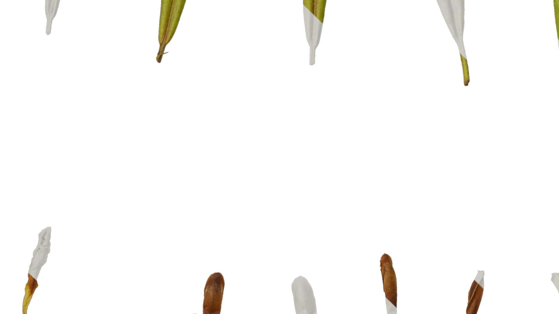 Anydrafts Rhododendron lapponicum Leaf 08 Texture_3