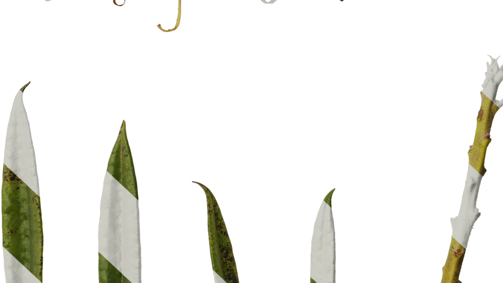 Anydrafts Rhododendron lapponicum Leaf 08 Texture_6