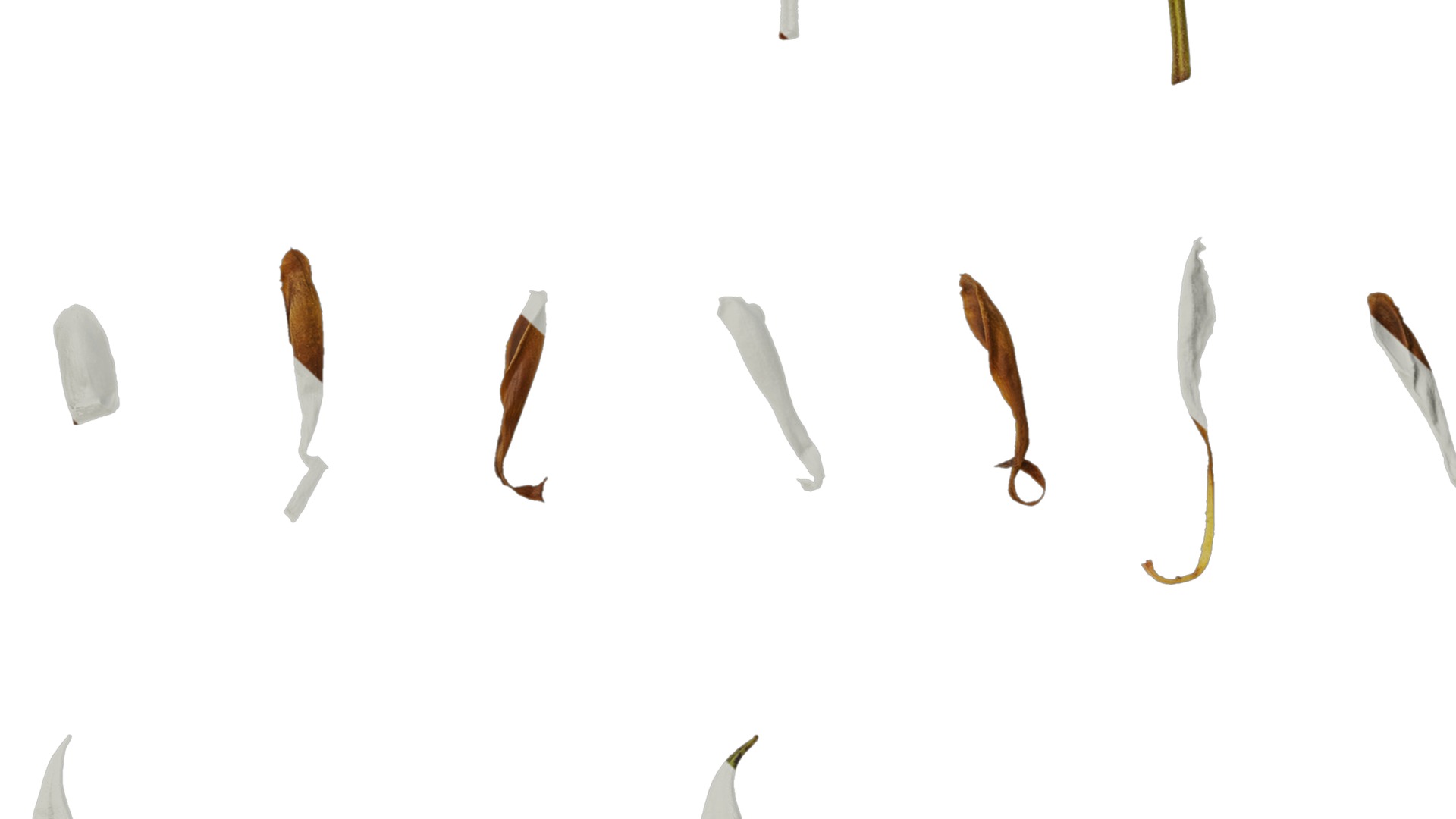 Anydrafts Rhododendron lapponicum Leaf 08 Texture_7