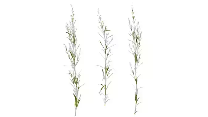 Anydrafts Gomphostigma virgatum Atlas 01