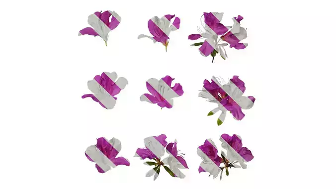 Anydrafts Rhododendron pulchrum Atlas 01