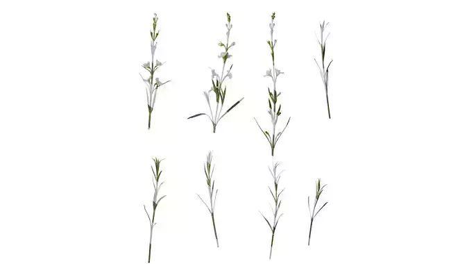 Anydrafts Gomphostigma virgatum Atlas 02