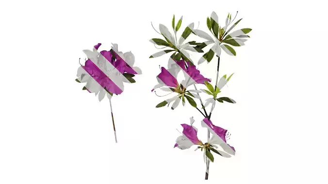 Anydrafts Rhododendron pulchrum Atlas 02