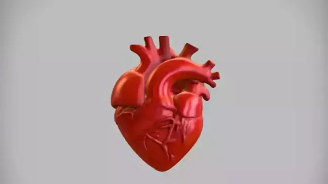 anatomical human heart model