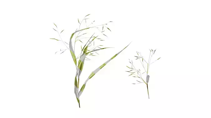 Anydrafts Hakonechloa macra aureola Atlas 01 Texture