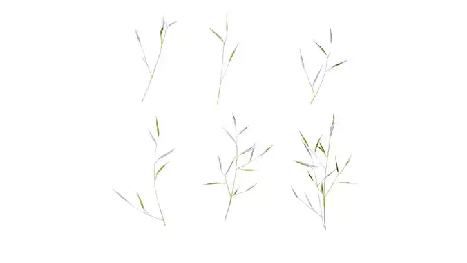 Anydrafts Hakonechloa macra aureola Atlas 02 Texture