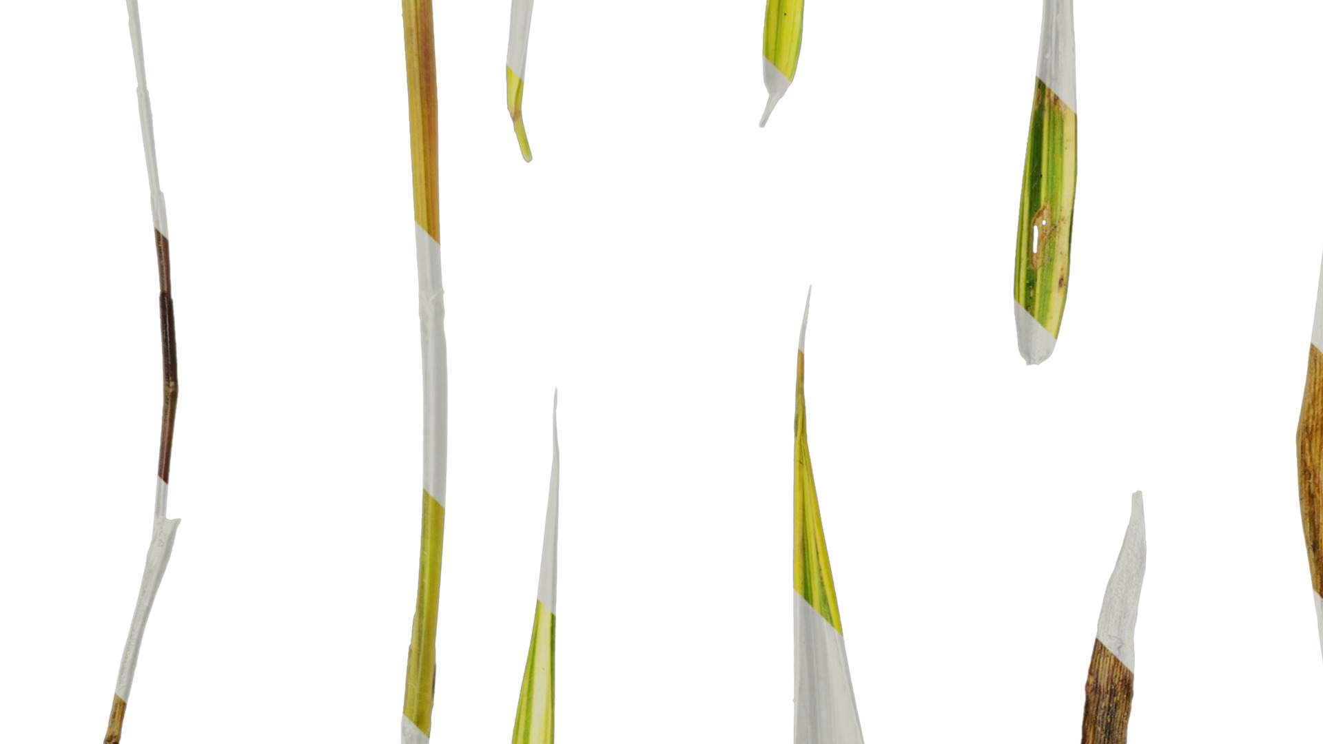 Anydrafts Hakonechloa macra aureola Atlas 03 Texture_3