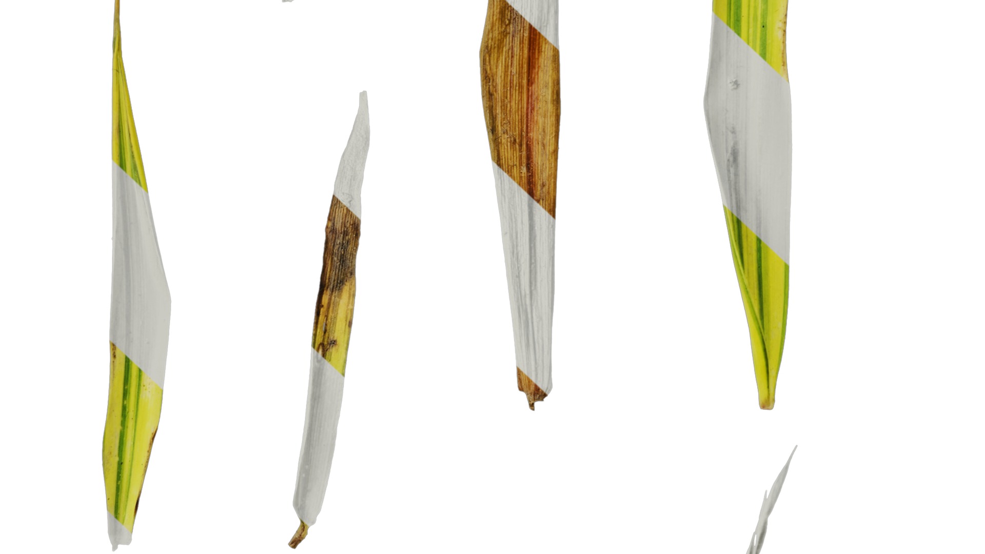 Anydrafts Hakonechloa macra aureola Atlas 03 Texture_7