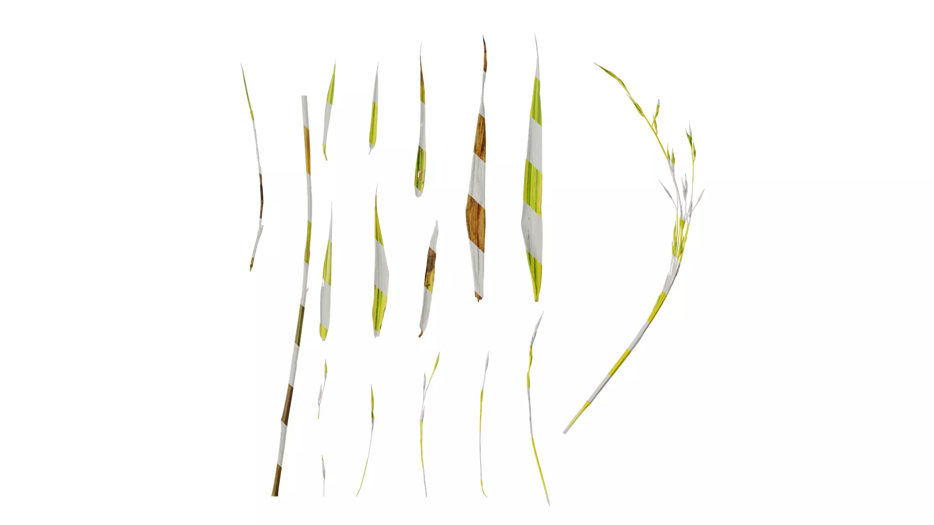 Anydrafts Hakonechloa macra aureola Atlas 03 Texture_0