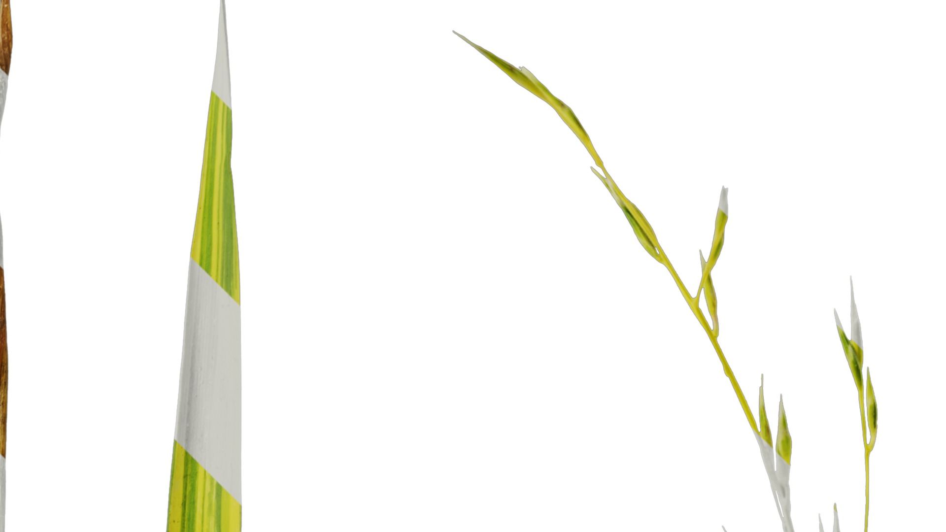 Anydrafts Hakonechloa macra aureola Atlas 03 Texture_2