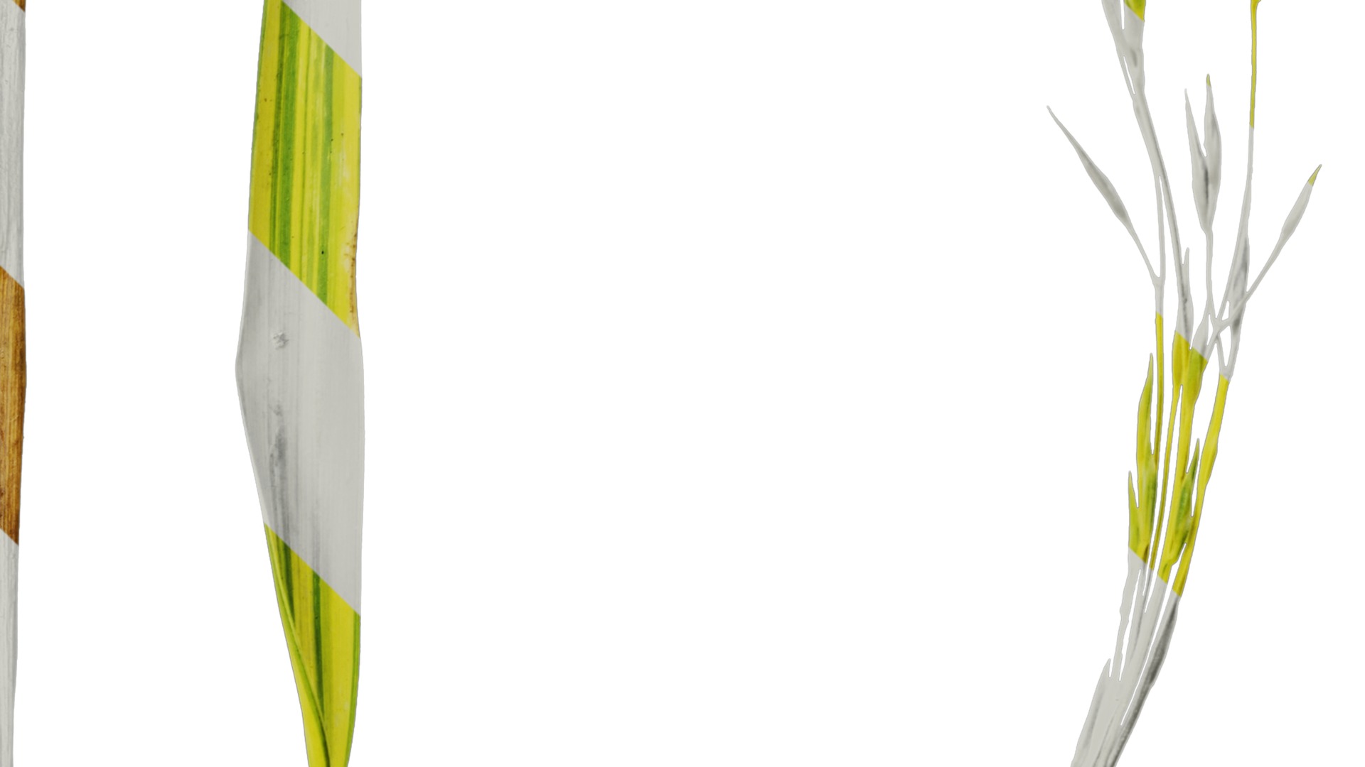 Anydrafts Hakonechloa macra aureola Atlas 03 Texture_4