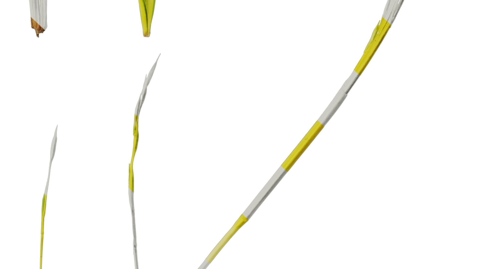 Anydrafts Hakonechloa macra aureola Atlas 03 Texture_6