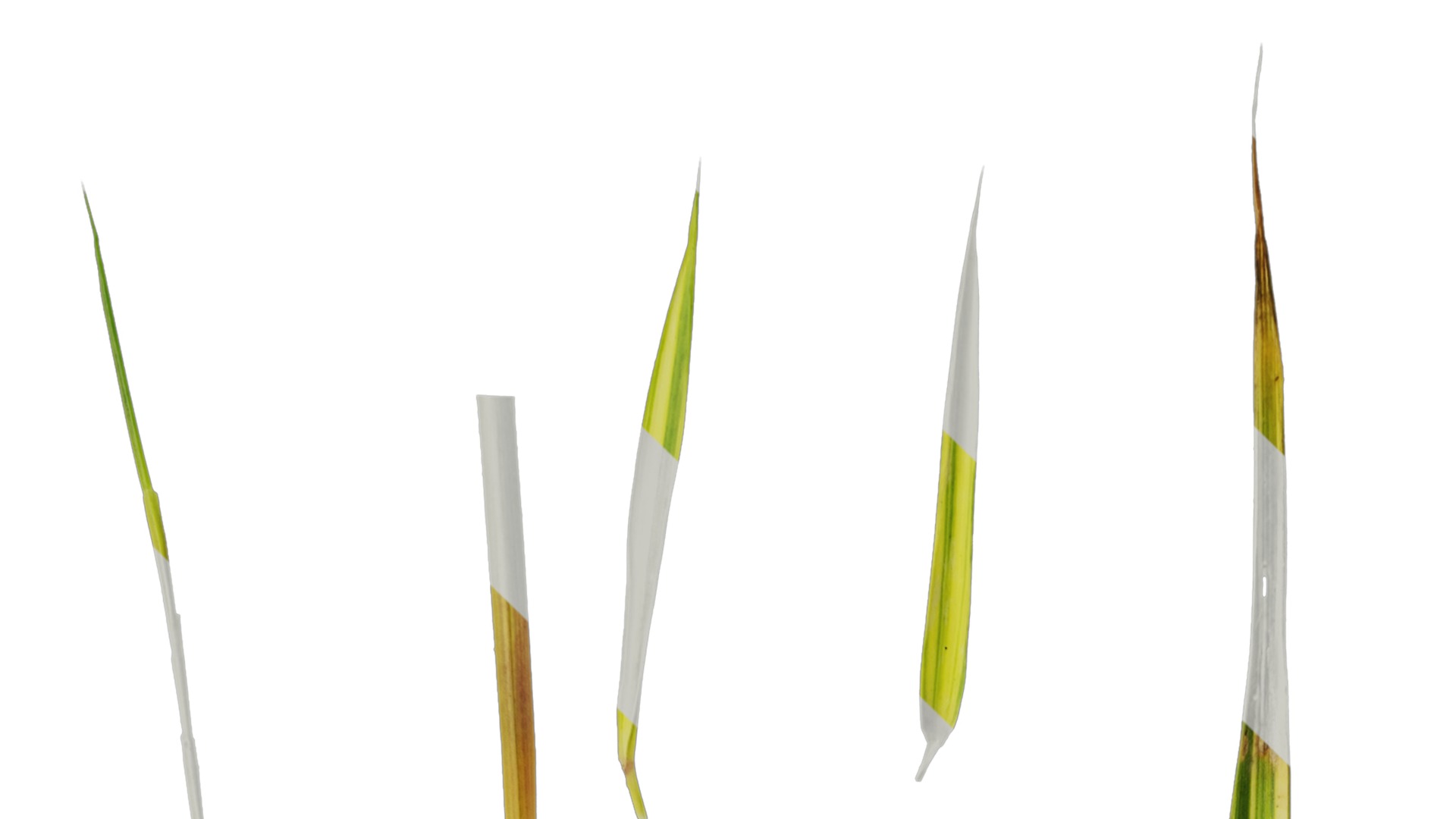 Anydrafts Hakonechloa macra aureola Atlas 03 Texture_1