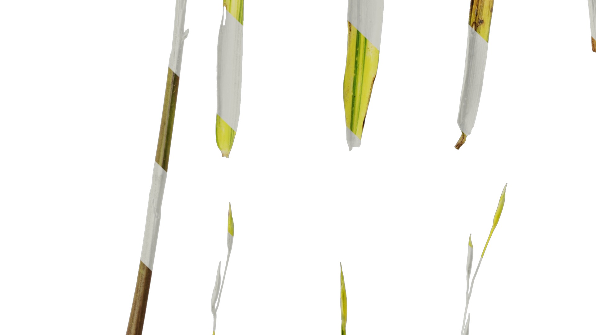 Anydrafts Hakonechloa macra aureola Atlas 03 Texture_5