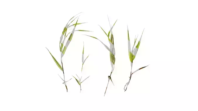 Anydrafts Hakonechloa macra aureola Atlas 04 Texture