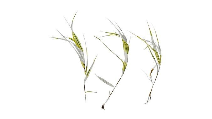 Anydrafts Hakonechloa macra aureola Atlas 05 Texture