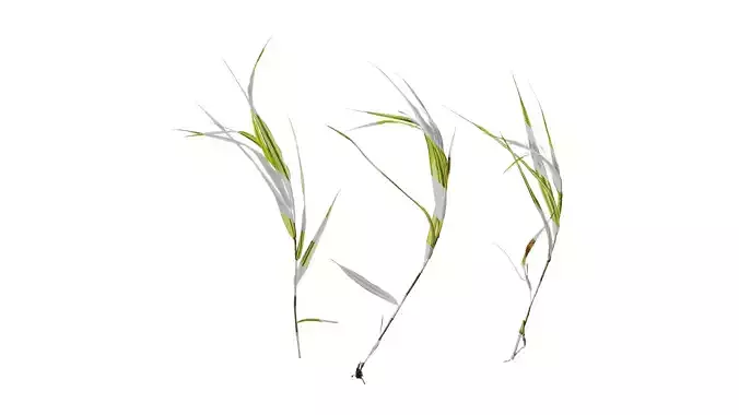 Anydrafts Hakonechloa macra aureola Atlas 05 Texture