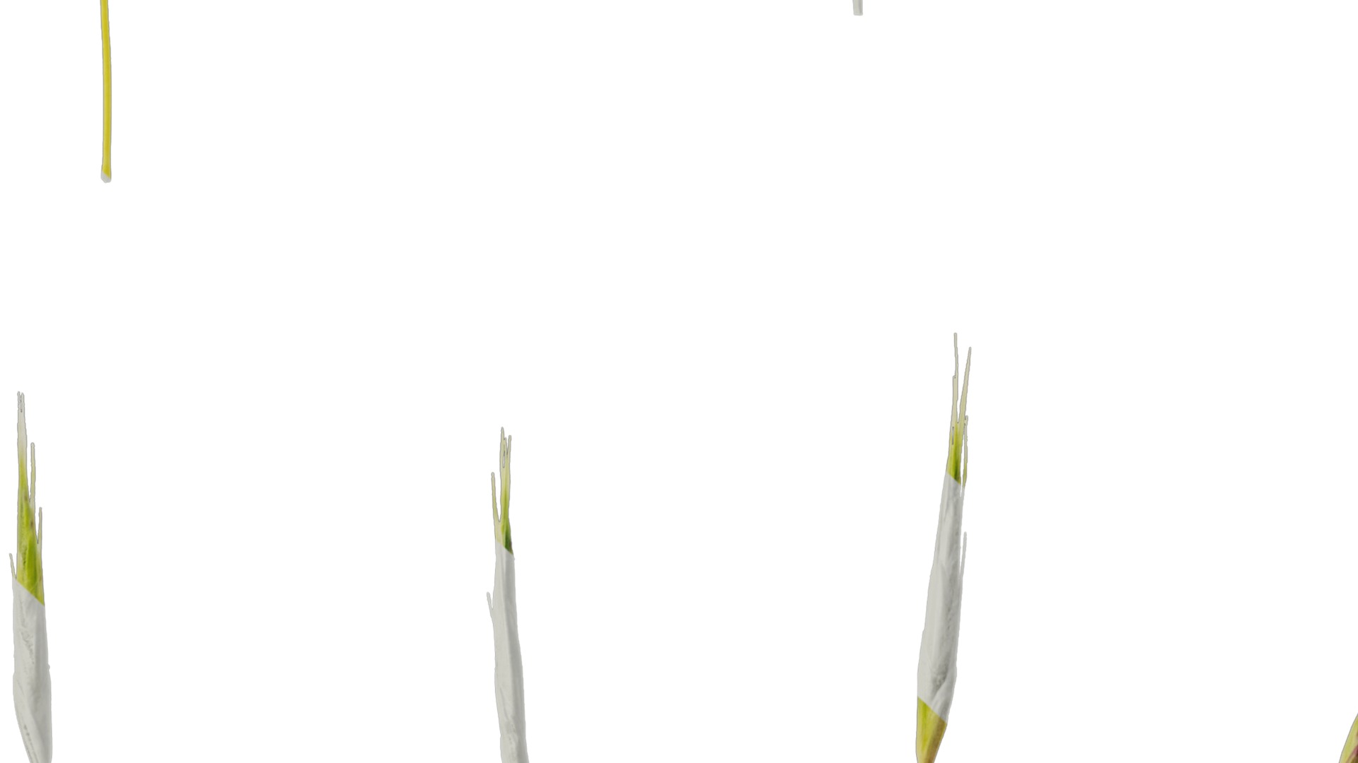 Anydrafts Hakonechloa macra aureola Flower 01 Texture_7