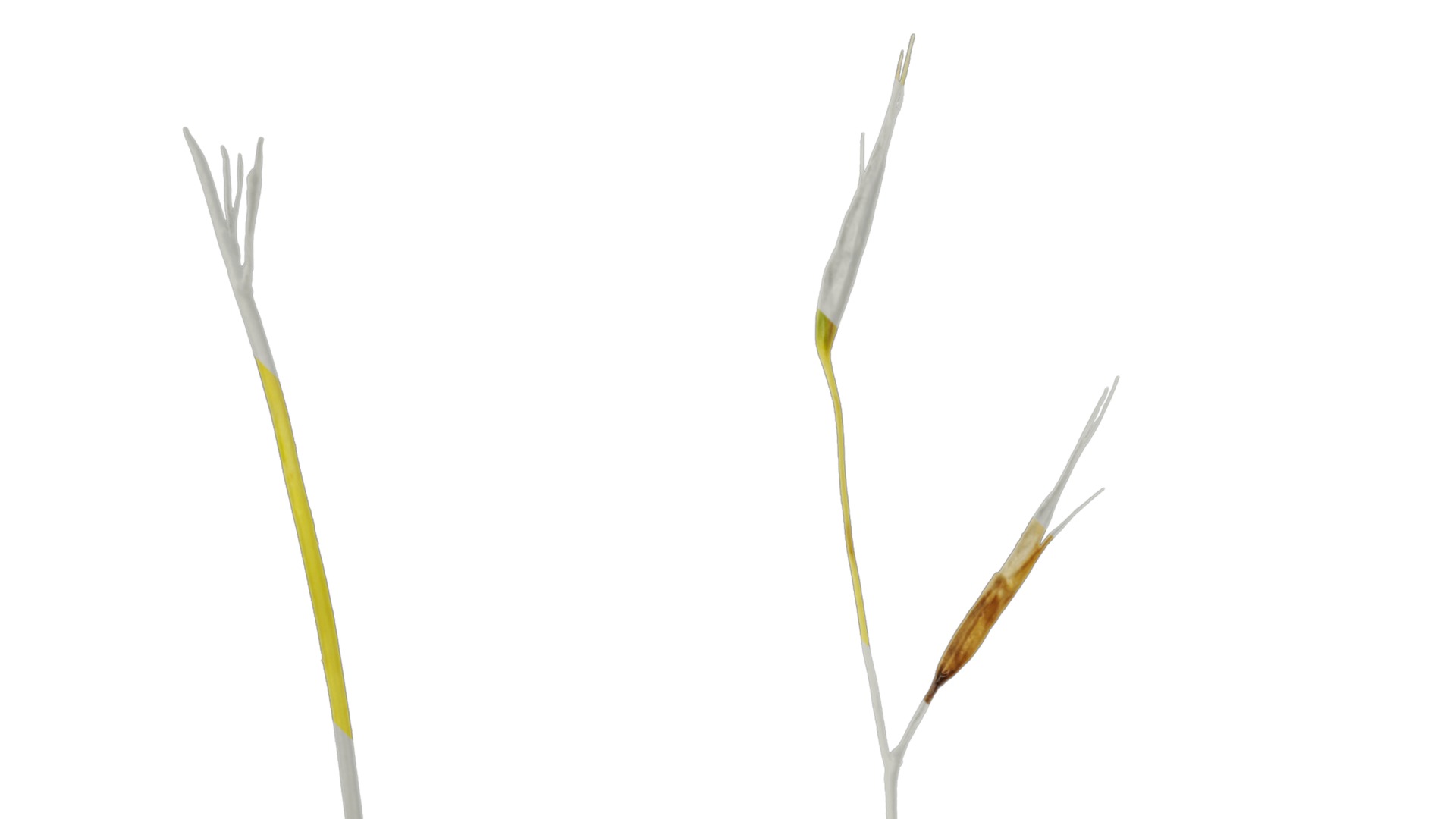 Anydrafts Hakonechloa macra aureola Flower 01 Texture_1