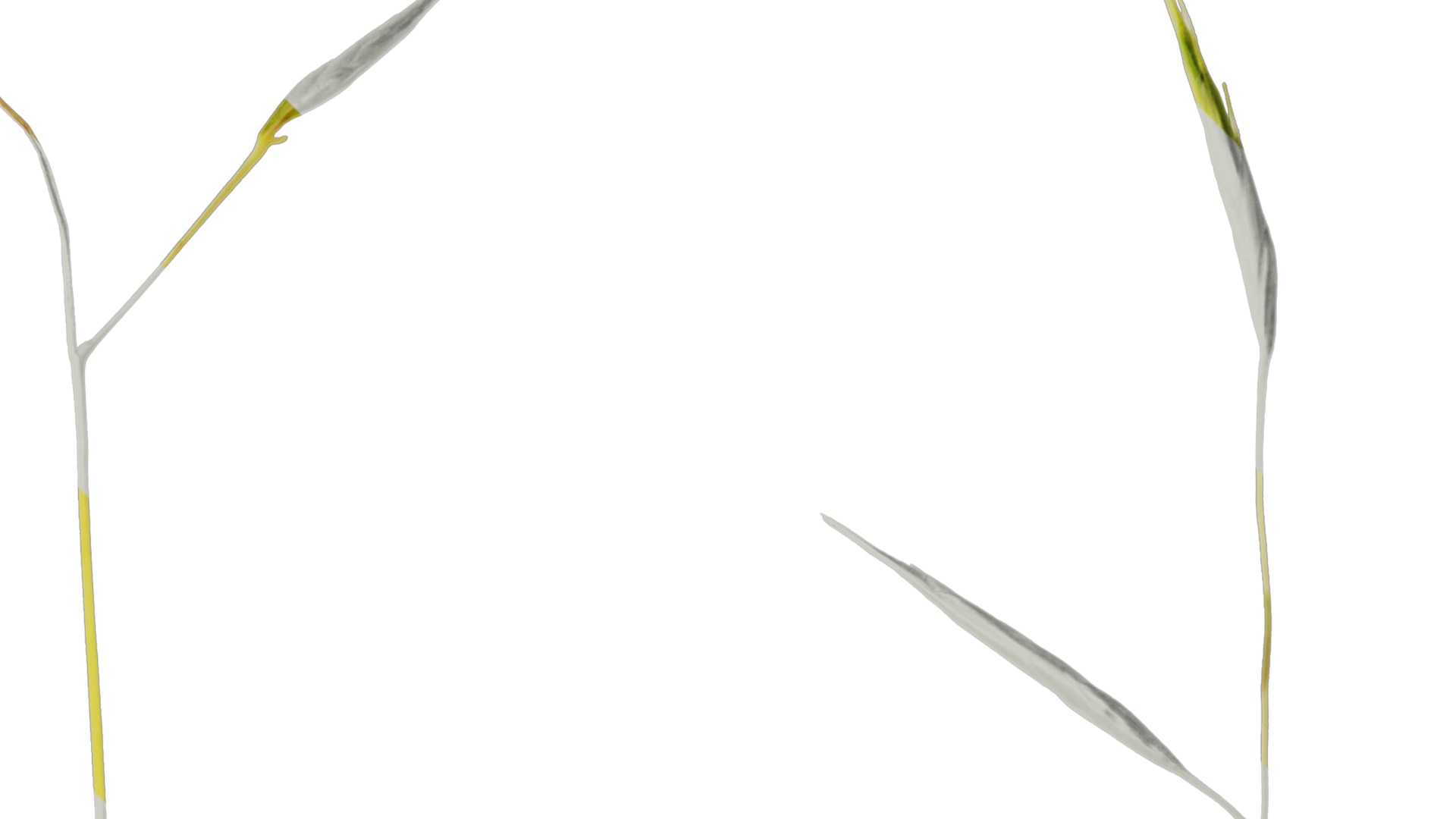 Anydrafts Hakonechloa macra aureola Flower 01 Texture_2