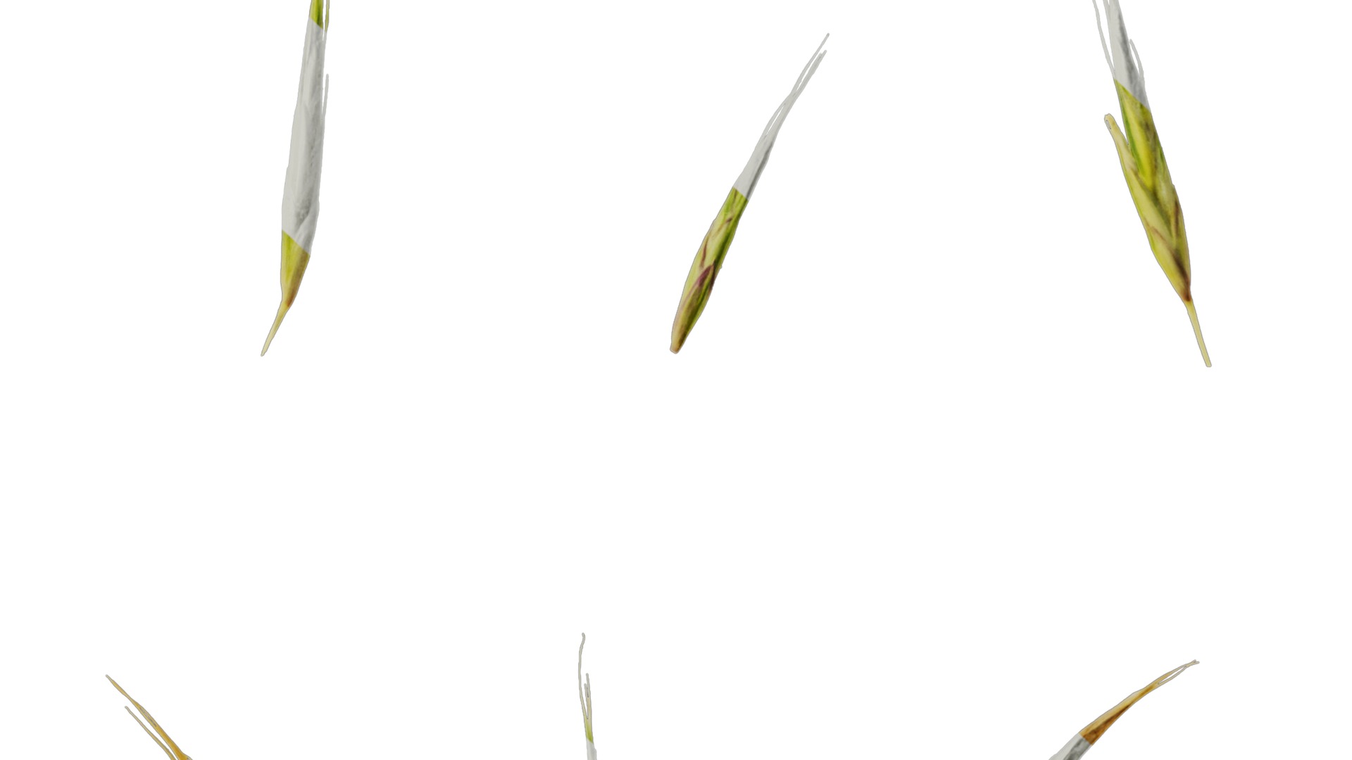 Anydrafts Hakonechloa macra aureola Flower 01 Texture_6