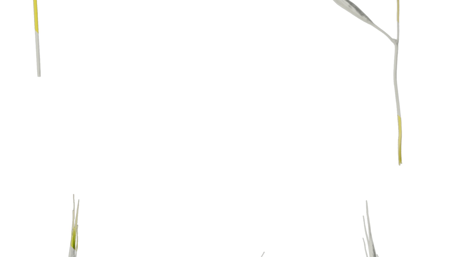 Anydrafts Hakonechloa macra aureola Flower 01 Texture_4