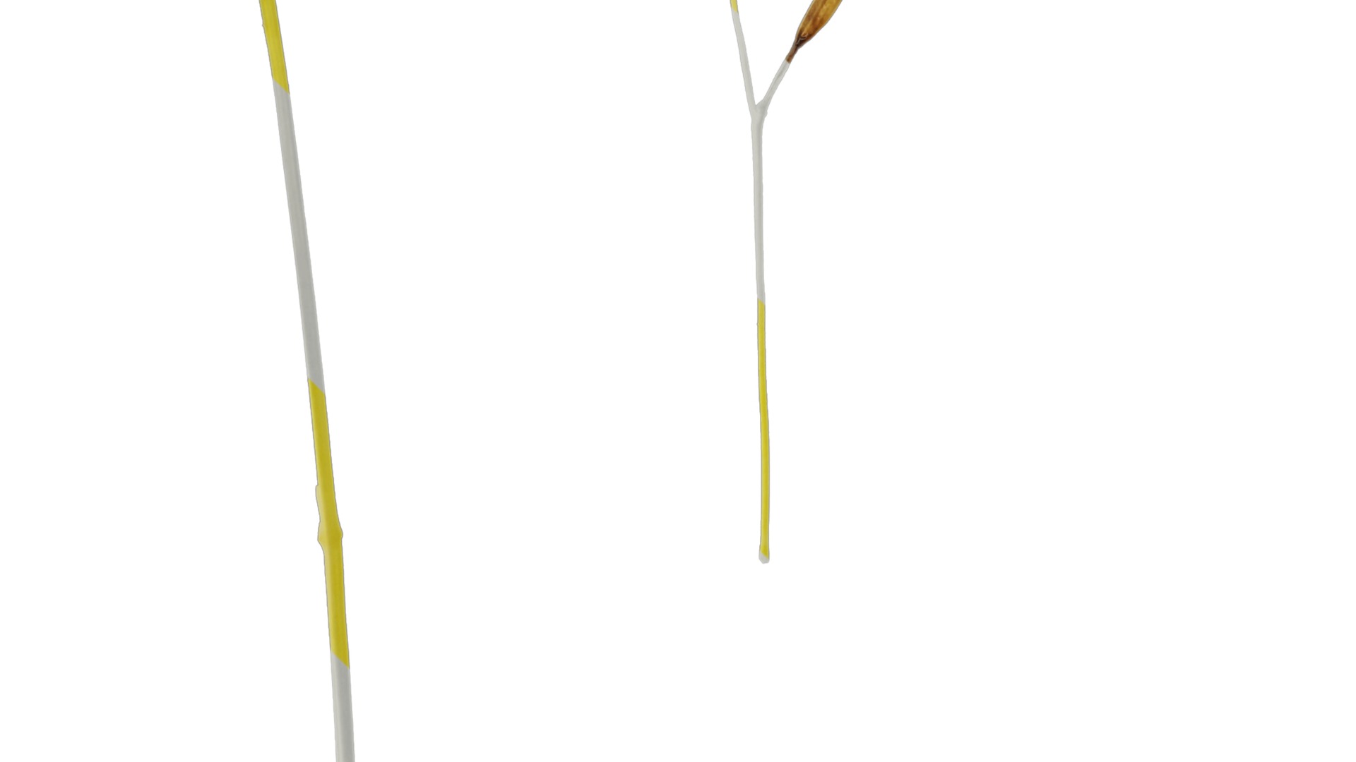 Anydrafts Hakonechloa macra aureola Flower 01 Texture_3