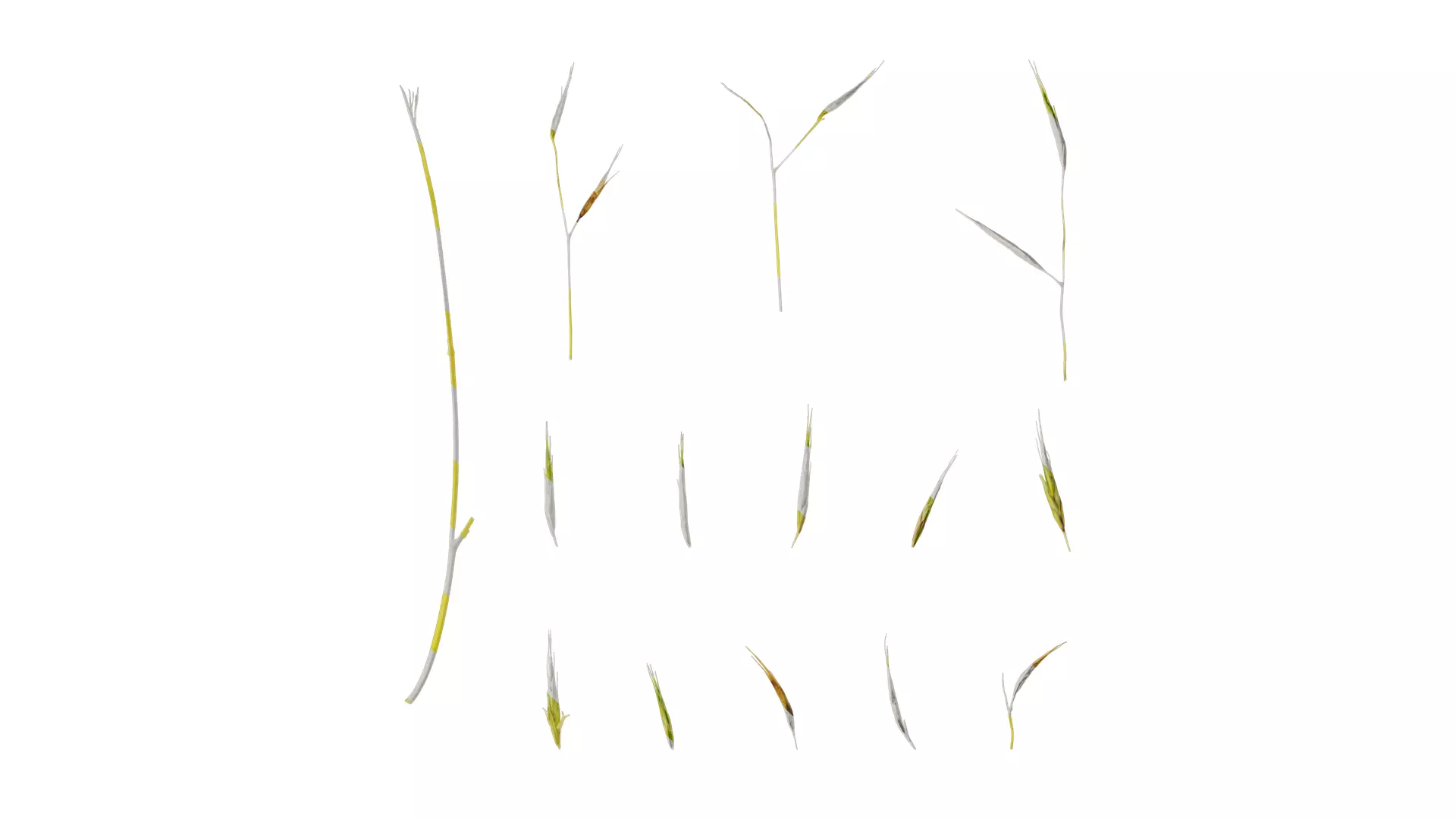 Anydrafts Hakonechloa macra aureola Flower 01 Texture_0