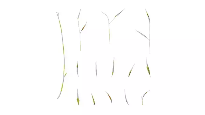 Anydrafts Hakonechloa macra aureola Flower 01 Texture