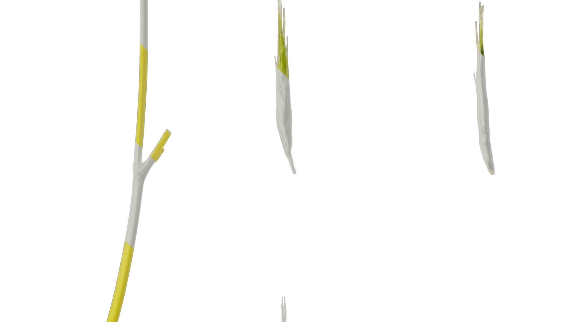 Anydrafts Hakonechloa macra aureola Flower 01 Texture_5