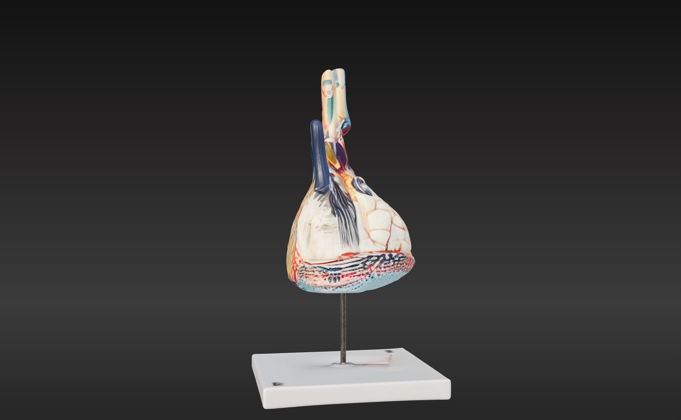 3D Model of Pulmonary Lobule  3D print model_2