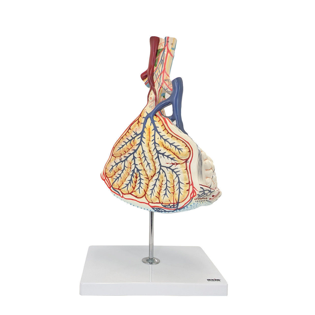 3D Model of Pulmonary Lobule  3D print model_14