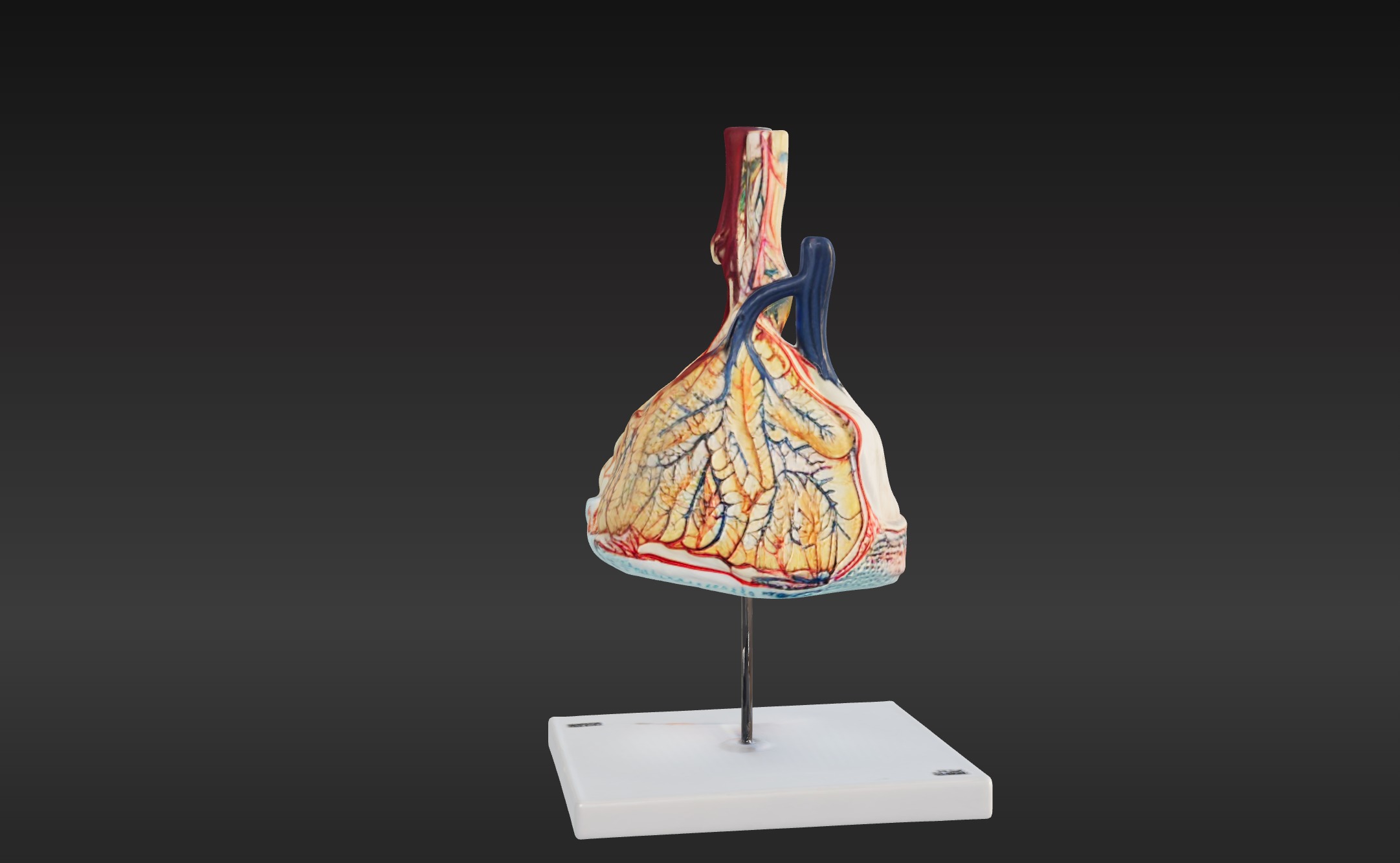 3D Model of Pulmonary Lobule  3D print model_4