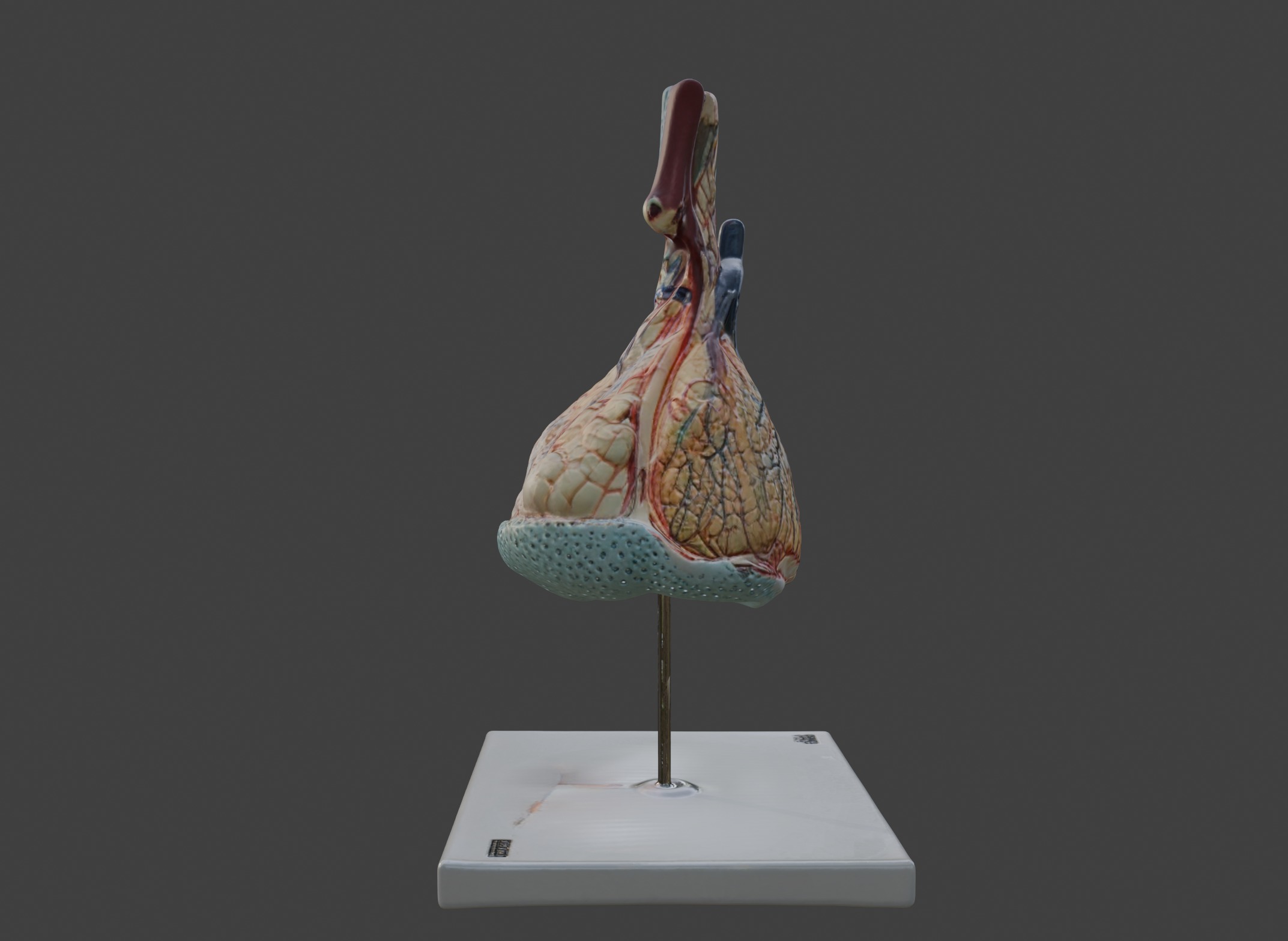 3D Model of Pulmonary Lobule  3D print model_5