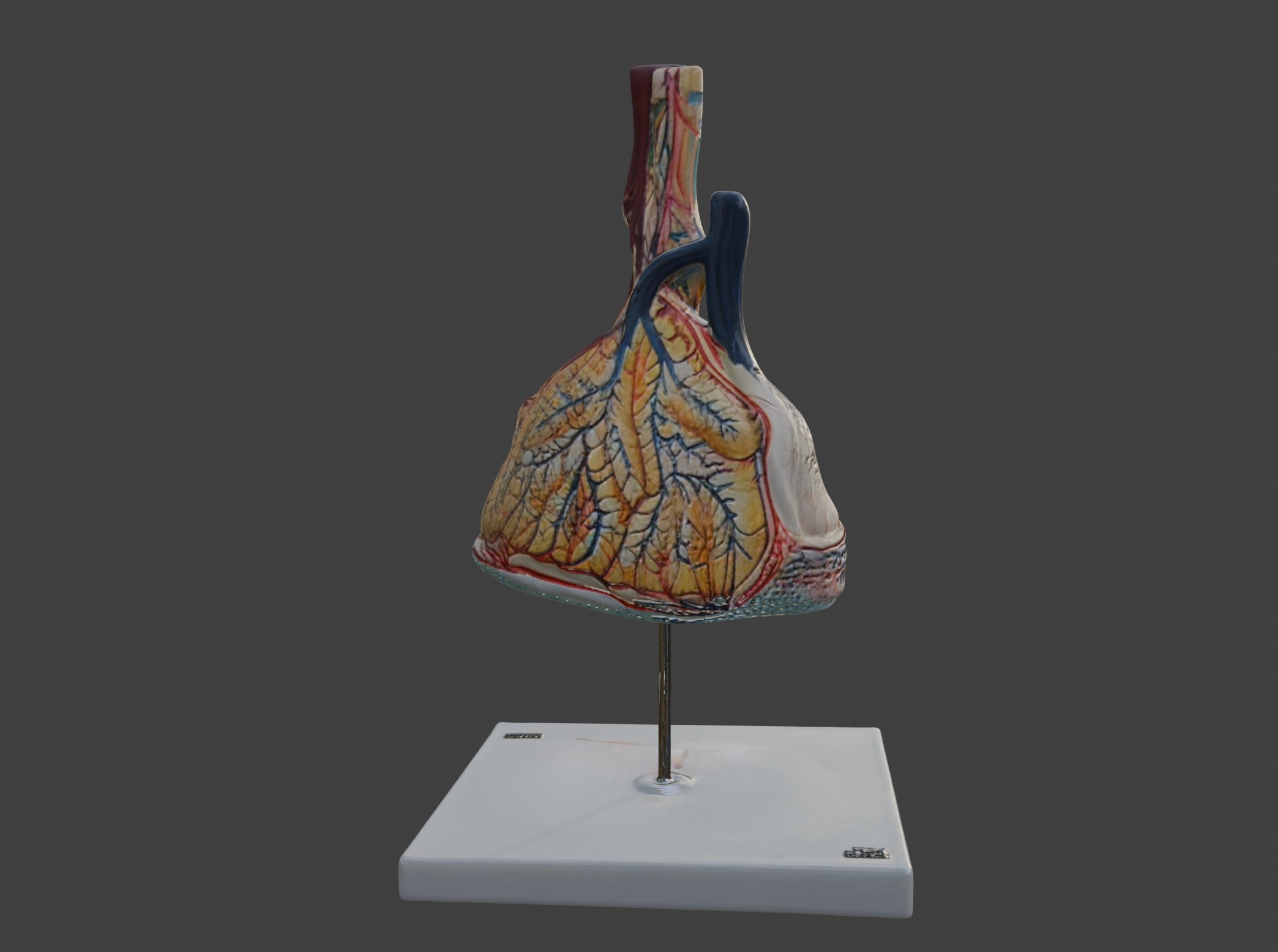 3D Model of Pulmonary Lobule  3D print model_6