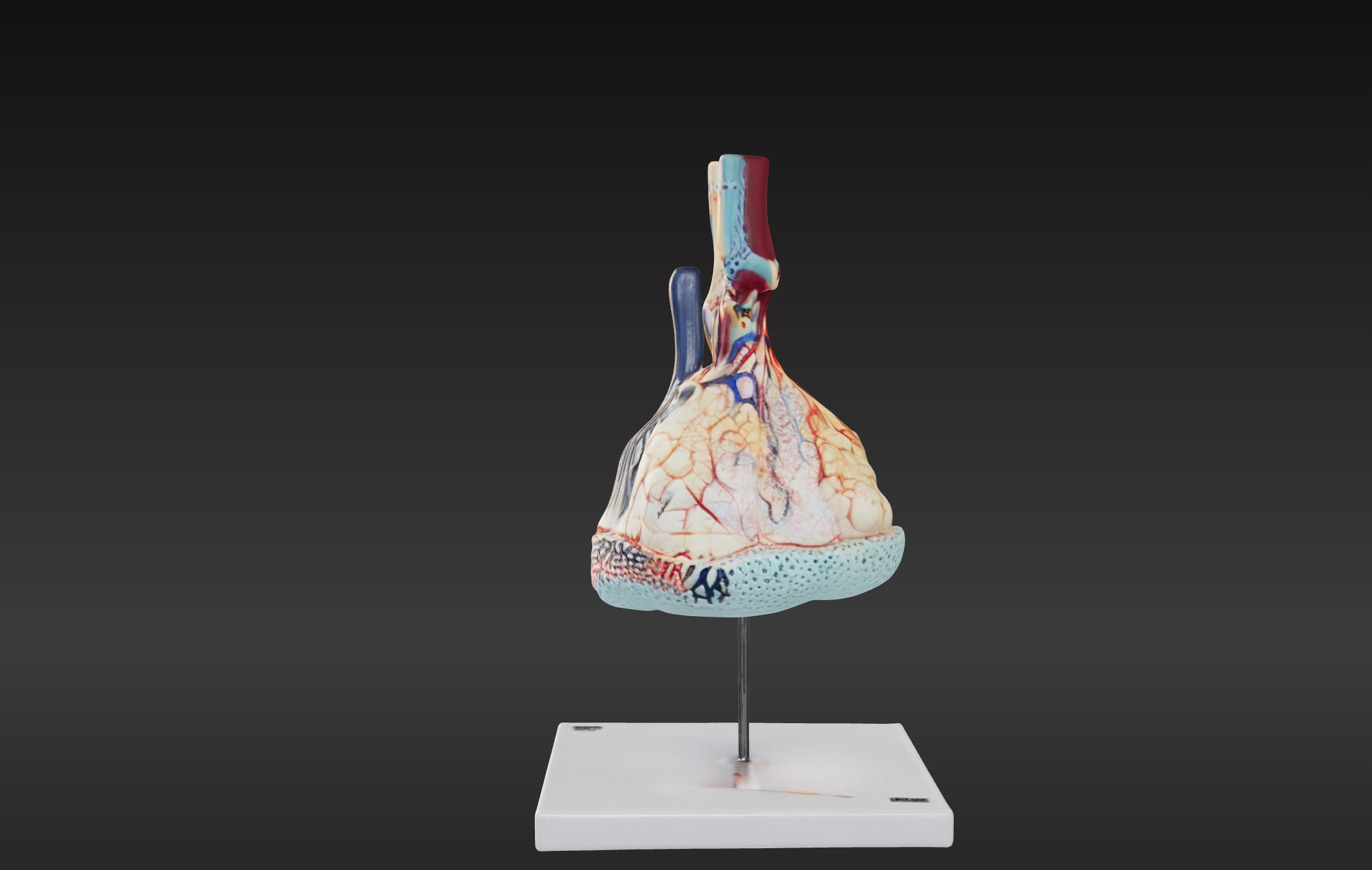3D Model of Pulmonary Lobule  3D print model_3